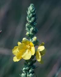 Attēlu rezultāti vaicājumam “Verbascum thapsus flower”