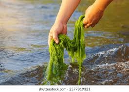 Attēlu rezultāti vaicājumam “Cladophora glomerata”