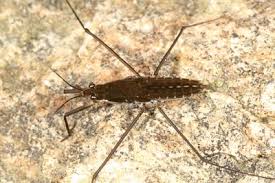 Attēlu rezultāti vaicājumam “Gerridae imago”