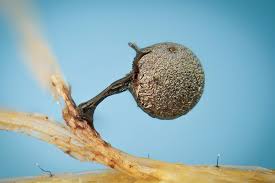 Attēlu rezultāti vaicājumam “Lamproderma debile sessile”