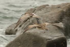 Image result for Numenius hudsonicus