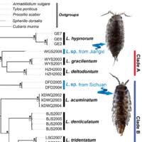Attēlu rezultāti vaicājumam “Ligidium hypnorum”