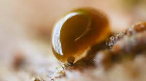 Attēlu rezultāti vaicājumam “Phronia sp. larva”