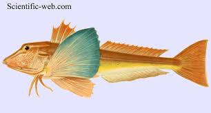 Image result for Chelidonichthys cuculus