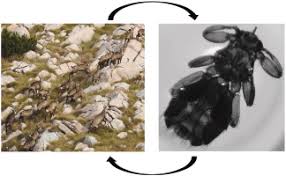 Attēlu rezultāti vaicājumam “Lipoptena cervi”