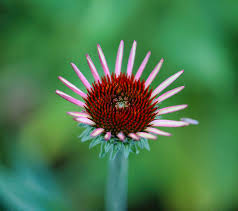 Attēlu rezultāti vaicājumam “Echinacea purpurea bud”