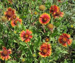 Image result for Gaillardia pulchella