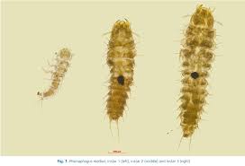 Attēlu rezultāti vaicājumam “Leiodidae larva”