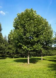 Attēlu rezultāti vaicājumam “Liriodendron tulipifera leaf”