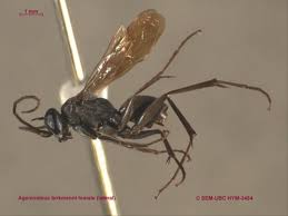 Attēlu rezultāti vaicājumam “Pompilidae”