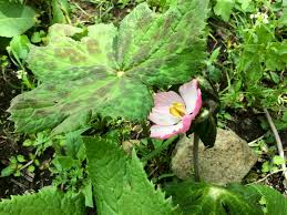 Attēlu rezultāti vaicājumam “Podophyllum hexandrum flower”