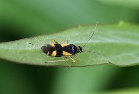 Attēlu rezultāti vaicājumam “Dryophilocoris flavoquadrimaculatus imago”