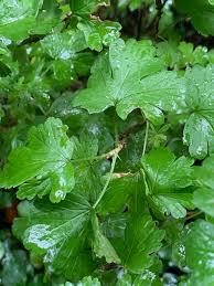 Attēlu rezultāti vaicājumam “Ribes uva-crispa leaf”