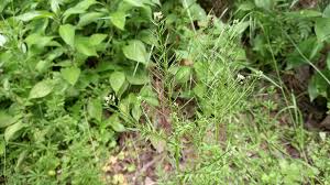 Attēlu rezultāti vaicājumam “Cardamine impatiens leaf”