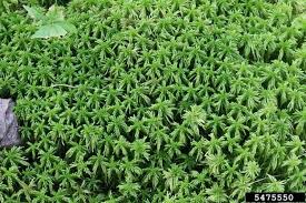 Attēlu rezultāti vaicājumam “Sphagnum russowii”