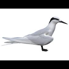 Attēlu rezultāti vaicājumam “Sterna”