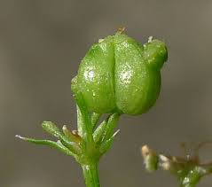 Attēlu rezultāti vaicājumam “Selinum carvifolia fruit”