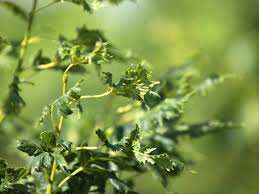 Attēlu rezultāti vaicājumam “Tilia platyphyllos Laciniata”