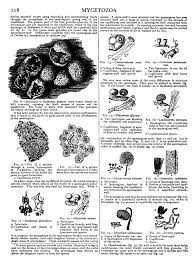 Attēlu rezultāti vaicājumam “Trichia varia young”