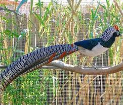 Image result for Chrysolophus amherstiae