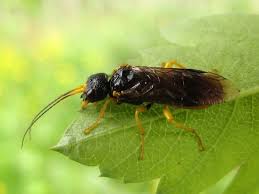 Attēlu rezultāti vaicājumam “Pamphiliidae”