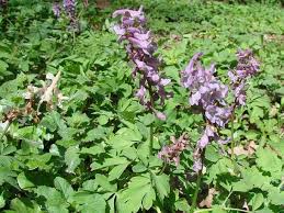Attēlu rezultāti vaicājumam “Corydalis cava fruit”
