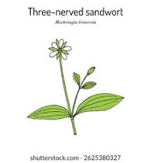 Attēlu rezultāti vaicājumam “Moehringia trinervia”