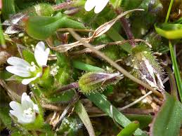Attēlu rezultāti vaicājumam “Cerastium semidecandrum bud”