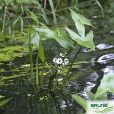 Attēlu rezultāti vaicājumam “Sagittaria sagittifolia leaf”