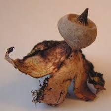 Attēlu rezultāti vaicājumam “Geastrum rufescens”
