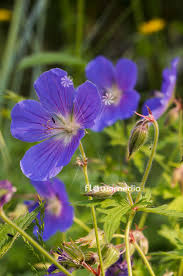 Image result for Geranium pratense