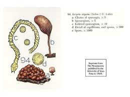 Attēlu rezultāti vaicājumam “Arcyria minuta”