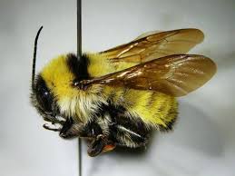 Attēlu rezultāti vaicājumam “Bombus”
