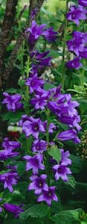 Attēlu rezultāti vaicājumam “Campanula latifolia”