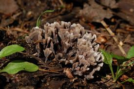 Attēlu rezultāti vaicājumam “Thelephora palmata”