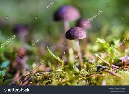 Attēlu rezultāti vaicājumam “Strobilurus esculentus”