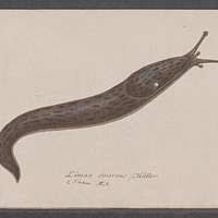 Attēlu rezultāti vaicājumam “Limax cinereoniger”