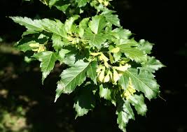 Attēlu rezultāti vaicājumam “Acer tataricum subsp. ginnala bud”