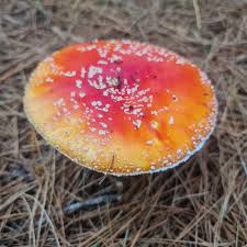 Attēlu rezultāti vaicājumam “Amanita muscaria”