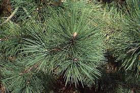 Attēlu rezultāti vaicājumam “Pinus nigra”