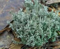 Attēlu rezultāti vaicājumam “Cladonia norvegica”