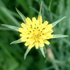 Image result for Tragopogon pratensis