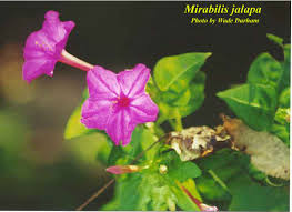 Image result for Mirabilis jalapa