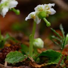 Attēlu rezultāti vaicājumam “Moneses uniflora fruit”