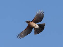 Attēlu rezultāti vaicājumam “Garrulus glandarius adult”