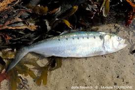 Image result for Alosa fallax