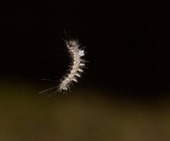 Attēlu rezultāti vaicājumam “Lymantria dispar larva”