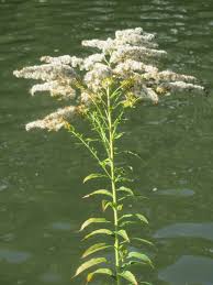Attēlu rezultāti vaicājumam “Solidago canadensis”