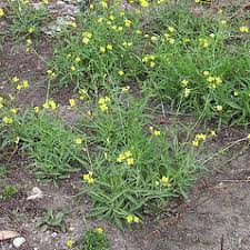 Attēlu rezultāti vaicājumam “Diplotaxis tenuifolia leaf”
