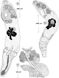 Attēlu rezultāti vaicājumam “Enteridium liceoides”